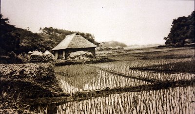 Rizières au Japon - Photographer Japanese