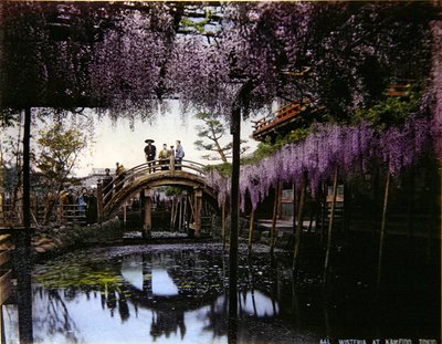 Glycine dans un jardin à Kameido, vers 1900 - Photographer Japanese