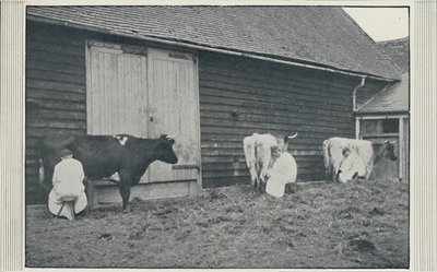 Traite des vaches, 1910 - Pictorial Agency