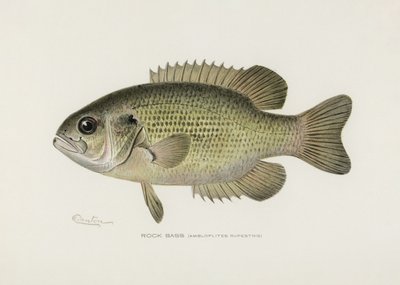 Le bar de roche (Ambloplites rupestris) Par Sherman F. Denton (1856-1937) - Pictufy