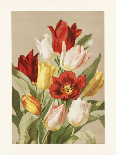 « Les tulipes », d