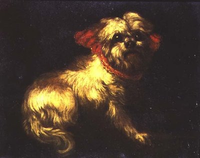 Un Terrier maltais - Pier Francesco Cittadini