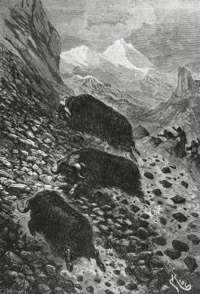 Bœufs musqués, gravure sur bois par Édouard Riou (1833-1900) - Blaise Nicolas Le Sueur