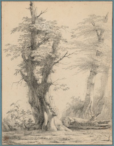Un groupe d'arbres - Pierre-Henri de Valenciennes