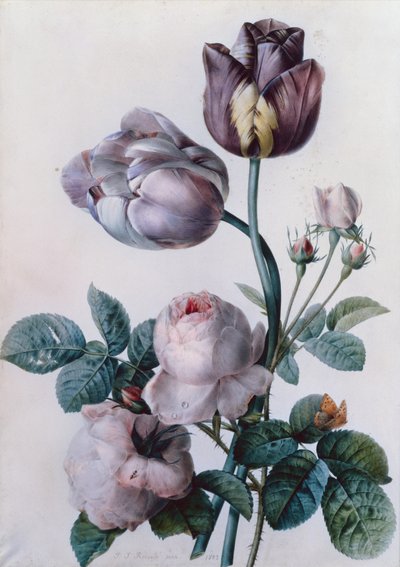 Une rose chou, deux tulipes, un petit papillon tortue, prairie jaune - Pierre Joseph Redouté