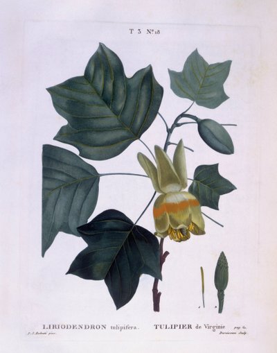 Tulipier de Virginie (Liriodendron tulipifera), planche botanique par Pierre Joseph Redouté - Pierre Joseph Redouté
