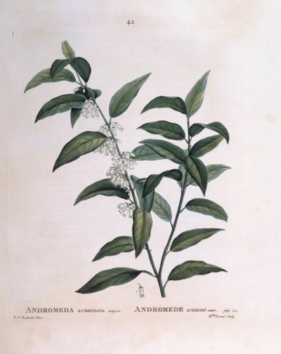 Andromède acuminée, planche botanique par Pierre Joseph Redouté - Pierre Joseph Redouté