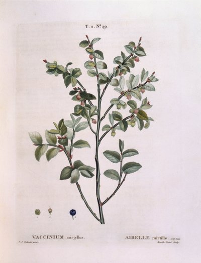 Myrtille (Vaccinium myrtillus), planche botanique par Pierre Joseph Redouté - Pierre Joseph Redouté