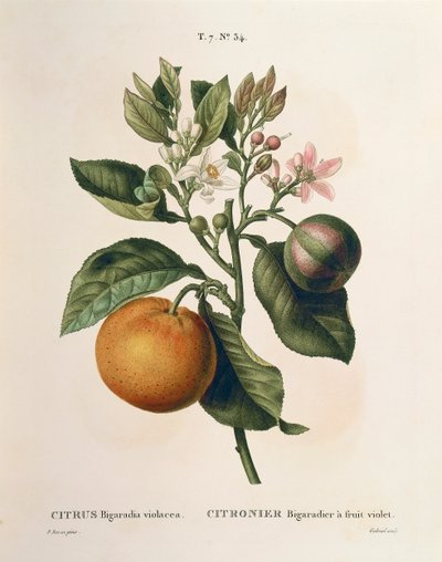 Oranger amer (Citrus aurantium) avec fruit violet par Pierre Joseph Redouté - Pierre Joseph Redouté