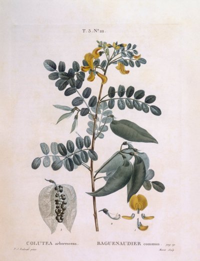 Séné en arbre (Colutea arborescence), planche botanique par Pierre Joseph Redouté - Pierre Joseph Redouté