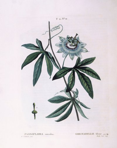 Passiflore bleue (Passiflora caerulea), planche botanique par Pierre Joseph Redouté - Pierre Joseph Redouté
