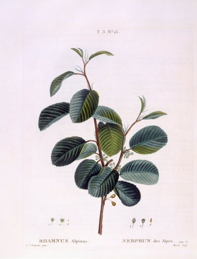 Nerprun (Rhamnus alpinus), planche botanique par Pierre Joseph Redouté - Pierre Joseph Redouté