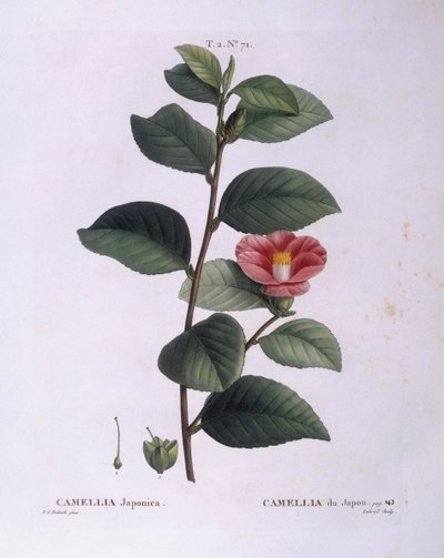 Camélia (Camellia japonica), planche botanique par Pierre Joseph Redouté - Pierre Joseph Redouté