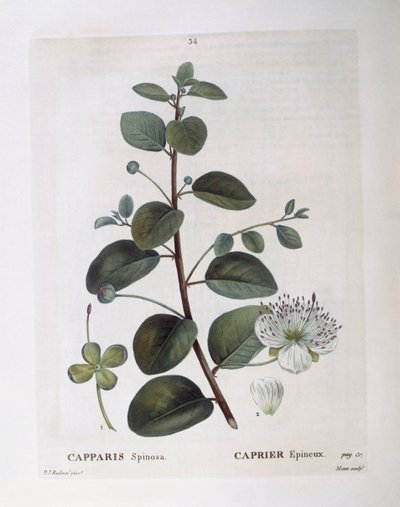 Câprier (Capparis spinosa), planche botanique par Pierre Joseph Redouté - Pierre Joseph Redouté