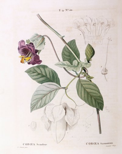 Liane coupe et soucoupe (Cobaea scandens), planche botanique par Pierre Joseph Redouté - Pierre Joseph Redouté