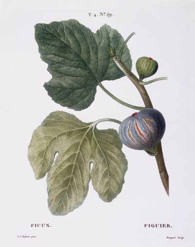 Figue (Ficus), planche botanique par Pierre Joseph Redouté - Pierre Joseph Redouté