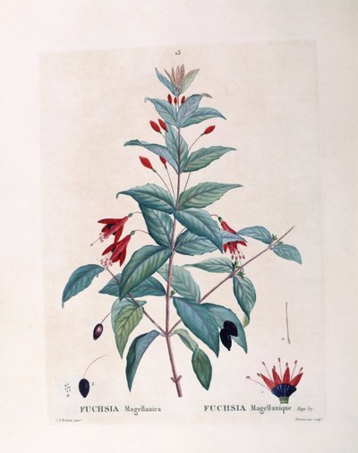 Fuchsia (Fuchsia magellanica), planche botanique par Pierre Joseph Redouté - Pierre Joseph Redouté