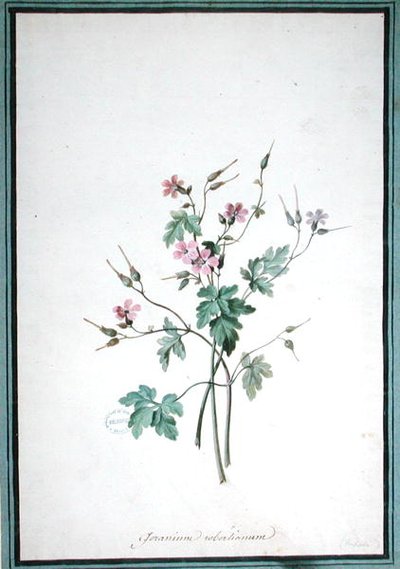 Géranium Robertianum - Pierre Joseph Redouté