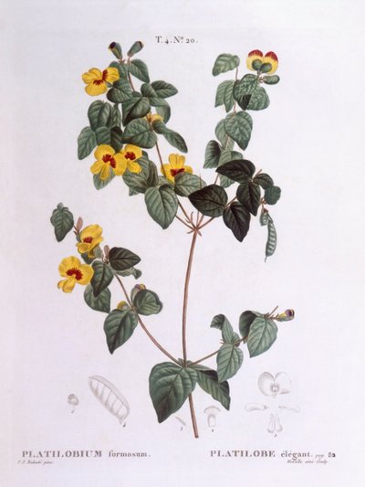 Platylobe élégant (Platylobium formosum), Henry Louis Duhamel du Monceau, planche botanique par Pierre Joseph Redouté - Pierre Joseph Redouté