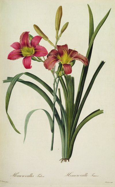 Hemerocallis fulva (lys), de 