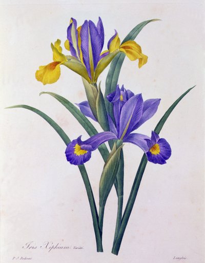 Iris Xiphium - Pierre Joseph Redouté