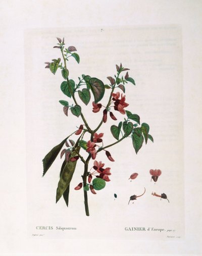Arbre de Judée (Cercis siliquastrum), planche botanique de Henry Louis Duhamel du Monceau par Pierre Joseph Redouté - Pierre Joseph Redouté