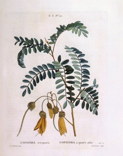 Kowhai (Sophora tetraptera ou Edwardsia grandiflora), planche botanique de Henry Louis Duhamel du Monceau par Pierre Joseph Redouté - Pierre Joseph Redouté