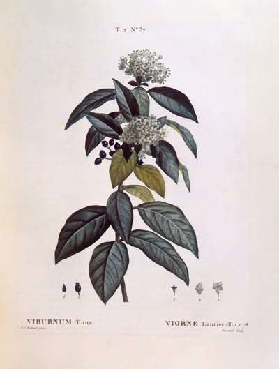 Laurier-tin (Viburnum tinus), planche botanique par Pierre Joseph Redouté - Pierre Joseph Redouté