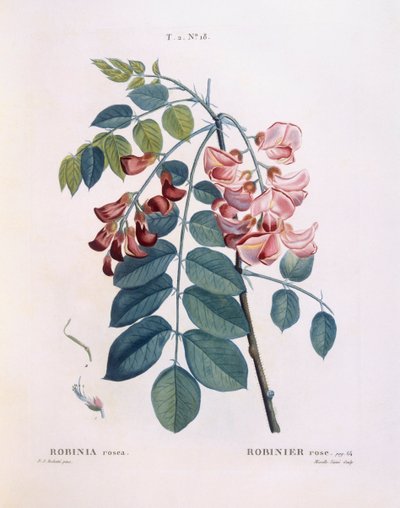 Robinier (Robinia rosea), Henry Louis Duhamel du Monceau, planche botanique par Pierre Joseph Redouté - Pierre Joseph Redouté