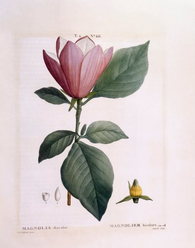 Magnolia (Magnolia discolour), planche botanique de Henry Louis Duhamel du Monceau par Pierre Joseph Redouté - Pierre Joseph Redouté