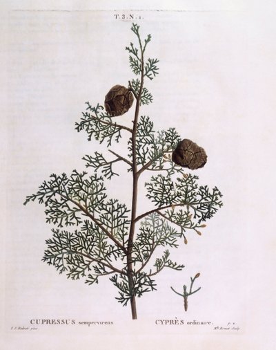 Cyprès méditerranéen (Cupressus sempervirens), planche botanique par Pierre Joseph Redouté - Pierre Joseph Redouté