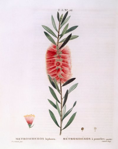 Metrosideros Lophanta, planche botanique de Henry Louis Duhamel du Monceau par Pierre Joseph Redouté - Pierre Joseph Redouté