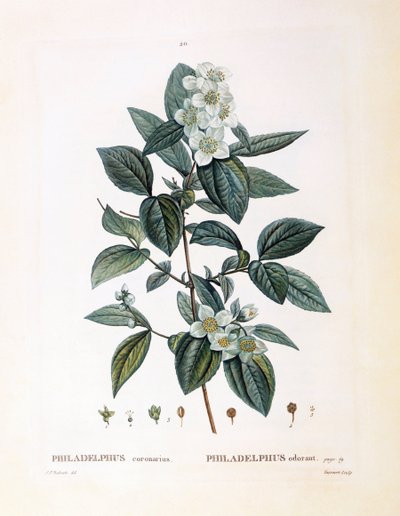 Seringat (Philadelphus coronarius), planche botanique par Pierre Joseph Redouté - Pierre Joseph Redouté
