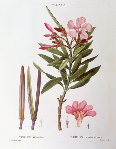 Laurier-rose (Nerium oleander), planche botanique par Pierre Joseph Redouté - Pierre Joseph Redouté