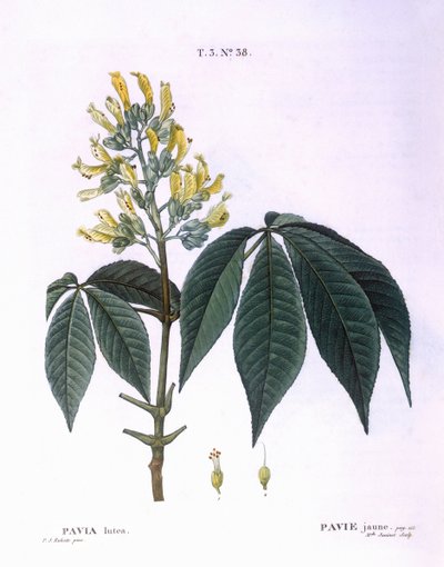 Pavia lutea, planche botanique par Pierre Joseph Redouté - Pierre Joseph Redouté