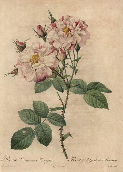 Rose de Damas rose et blanche, Rosa damascena - Pierre Joseph Redouté