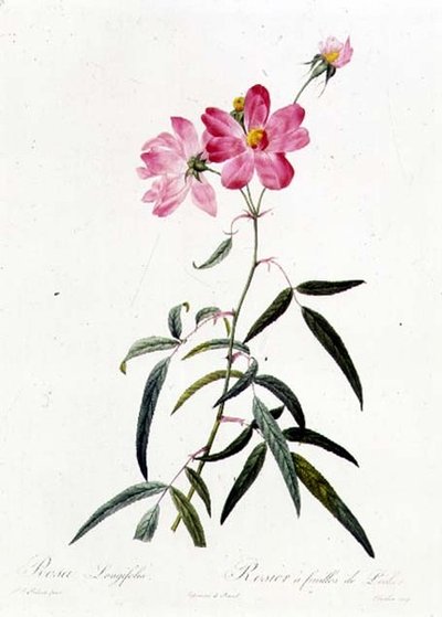 Rosa Longifolia - Pierre Joseph Redouté