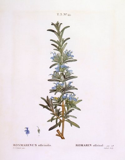 Romarin (Rosmarinus officinalis), planche botanique de Henry Louis Duhamel du Monceau par Pierre Joseph Redouté - Pierre Joseph Redouté
