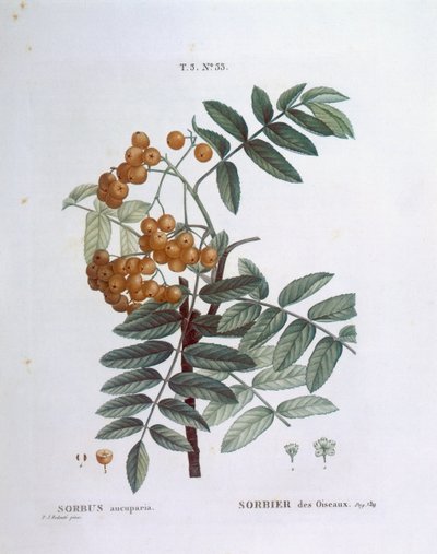 Sorbier des oiseleurs (Sorbus aucuparia), planche botanique par Pierre Joseph Redouté - Pierre Joseph Redouté
