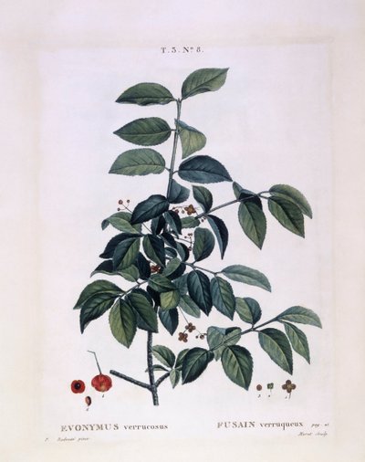 Fusain (Euonymus verrucosus), planche botanique par Pierre Joseph Redouté - Pierre Joseph Redouté