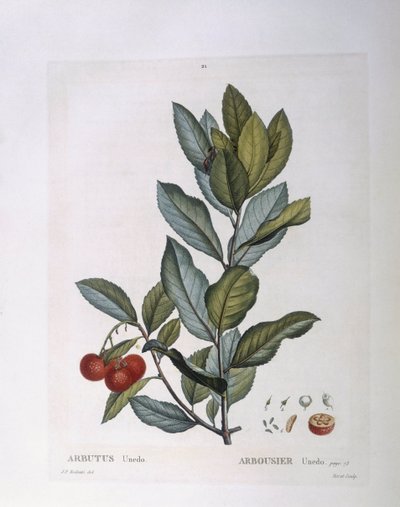 Arbousier (Arbutus unedo), planche botanique par Pierre Joseph Redouté - Pierre Joseph Redouté