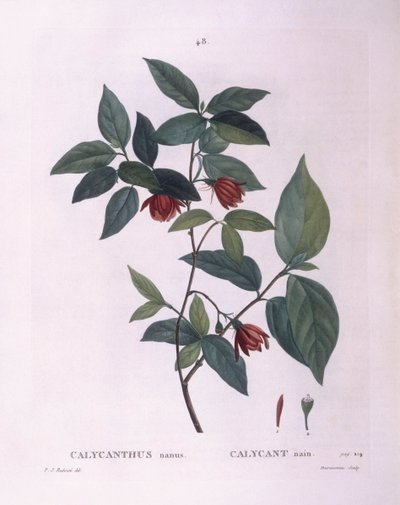 Calycanthe (Calycanthus nanus), planche botanique par Pierre Joseph Redouté - Pierre Joseph Redouté