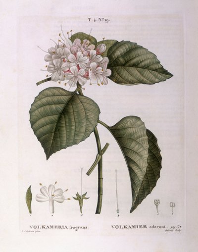 Volkameria fragrans, planche botanique par Pierre Joseph Redouté - Pierre Joseph Redouté