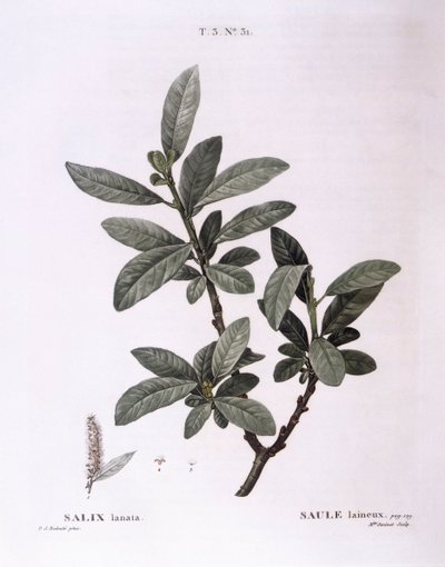 Saule laineux (Salix lanata), planche botanique par Pierre Joseph Redouté - Pierre Joseph Redouté