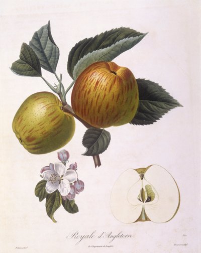 Pomme "Royale d