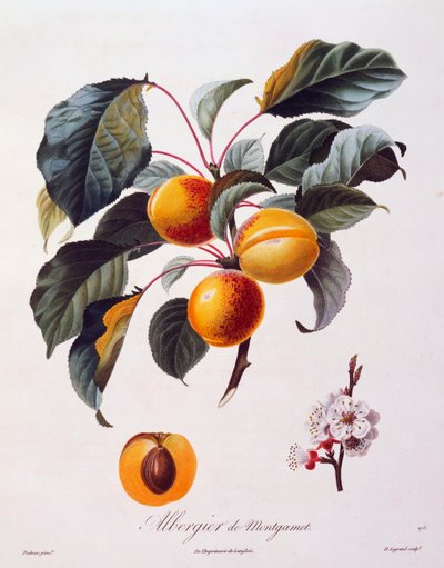 Fruits et fleurs d