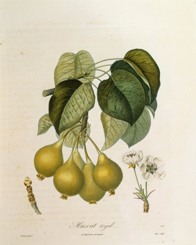 Abricot Muscat Royal par Antoine Poiteau - Pierre Antoine (after) Poiteau