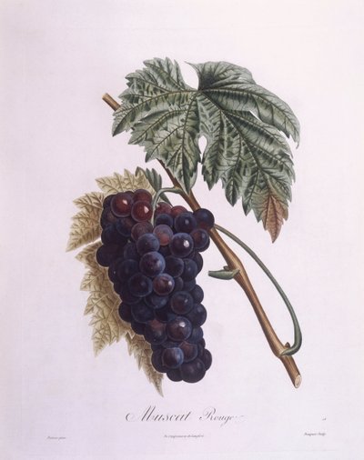 Vigne muscat (Vitis vinifera), planche botanique par Pierre Antoine Poiteau - Pierre Antoine (after) Poiteau