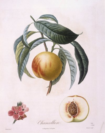 Pêche "Chancelliere", planche botanique par Pierre Antoine Poiteau - Pierre Antoine (after) Poiteau