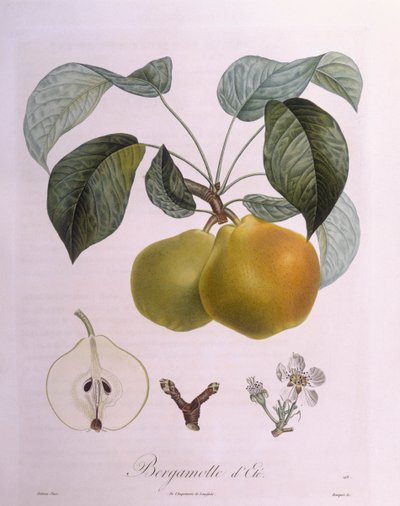 Poire "Bergamote", planche botanique par Pierre Antoine Poiteau - Pierre Antoine (after) Poiteau